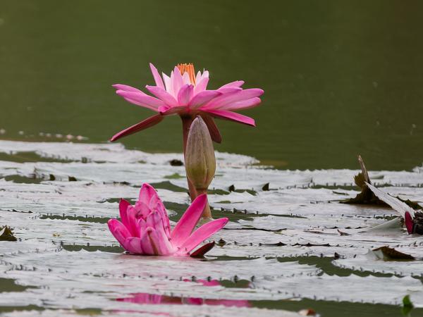 Nymphaea rubra